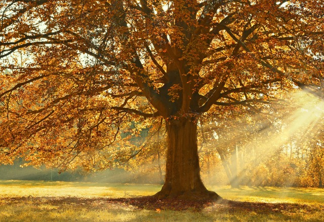 HERBST IM FENG SHUI